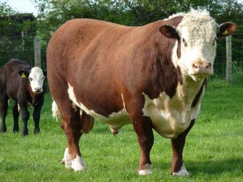 Hereford Cattle | Hereford cattle, Cattle, Cattle for sale