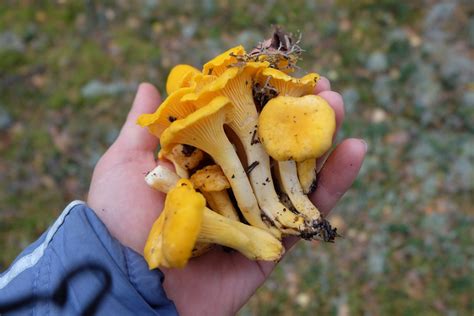 Three Edible Wild Mushrooms (And 5 to Avoid)