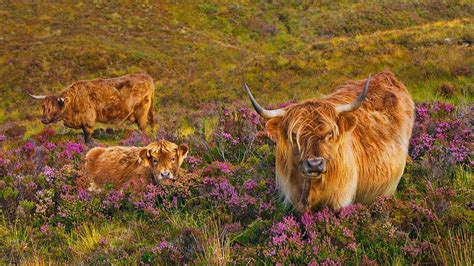 Quiraing Isle Of Skye Scotland UK Windows Wallpape., Green Hill HD ...