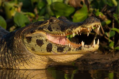 Download Animal Caiman HD Wallpaper