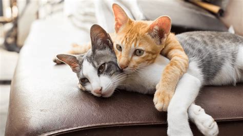 The 7 Most Common Viruses and Diseases in Cats - PetWellClinic