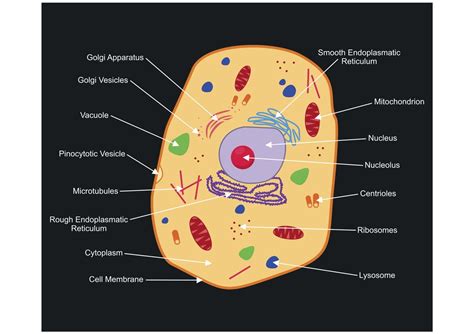 A Labeled Diagram of the Animal Cell and its Organelles Animal Cell ...