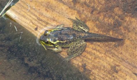 Mink Frogs Along Algonquin Park's Mizzy Lake Trail