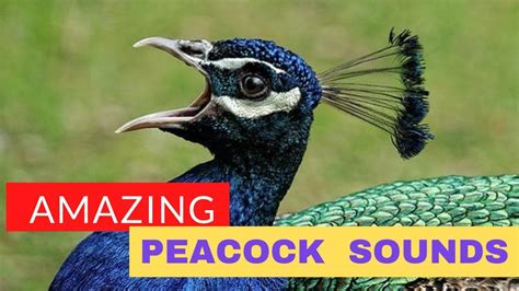 Peacock Sound - Noises | Voice of peacock call | Peacock Dance 🦚 ...