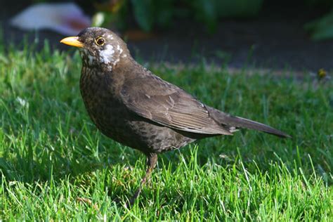 Female Common Blackbird | The common blackbird (Turdus merul… | Flickr