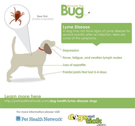 Pin on LYME DISEASE