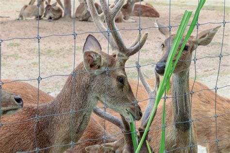 Spotted deer eating grass stock photo. Image of animal - 162055138