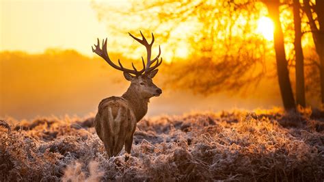 4K Wildlife Wallpapers - Top Free 4K Wildlife Backgrounds - WallpaperAccess