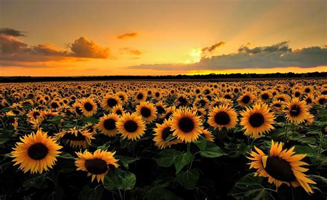 Sunflower Desktop Wallpapers - Top Free Sunflower Desktop Backgrounds ...