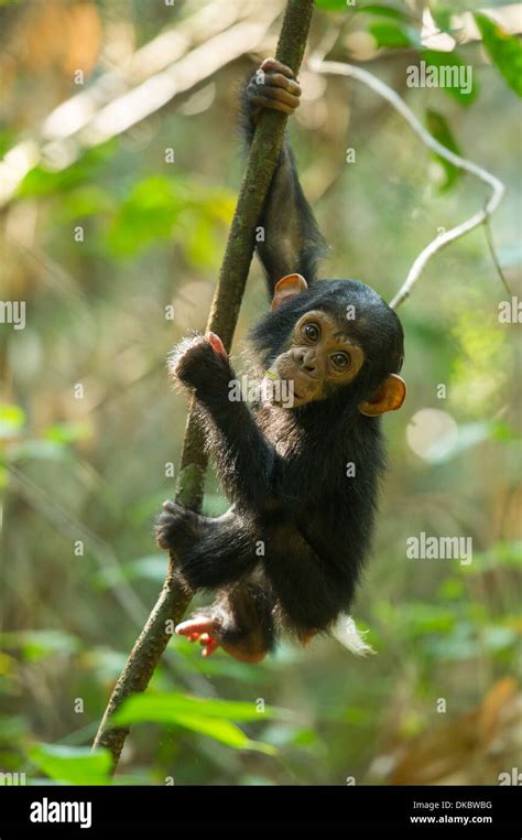 Baby Chimpanzee playing in a tree, Pan troglodytes, Mahale Mountains ...