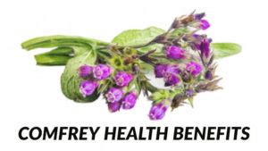 Comfrey Benefits [Uses and Side Effects] - HERBS FOR HEALTH