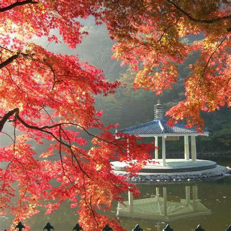 Fall Foliage In Korea