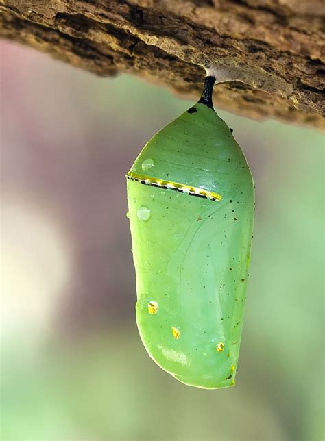 File:Monarch Butterfly Cocoon 6708.jpg - Wikipedia, the free encyclopedia