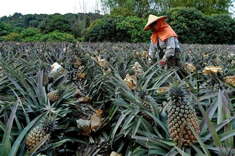 Pineapples enter harvest season in Dashu District of Kaohsiung, China's ...