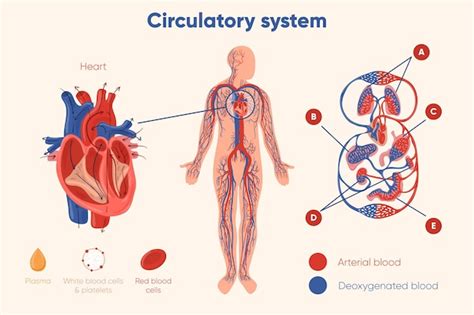 Gráfico del sistema circulatorio dibujado a mano | Vector Gratis