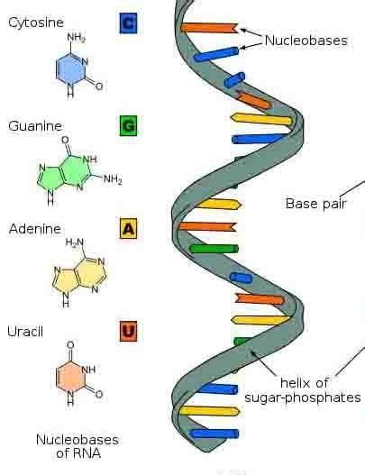 RNA: Structure, Functions, and Types - The Science Notes