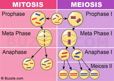 Metaphase Of Mitosis