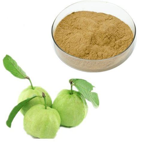 Guava Leaf Extract (amrood Extract) Psidium Guajava Extract at Best ...