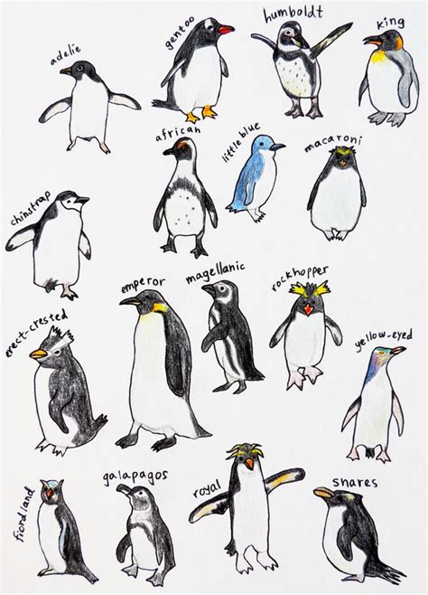 an image of penguins with names on them