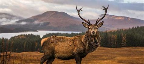 Isle Of Mull Wildlife In Autumn | Wildlife Worldwide | Wanderlust Trip ...