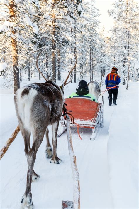 Reindeer Safari In Lapland: The Complete Guide