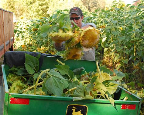 A Conventional Farm Transitions to Organic.: Harvesting sunflowers