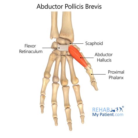 Abductor Pollicis Brevis Rehab My Patient - EroFound