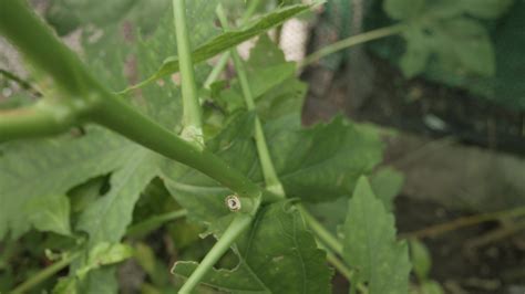 view of okra's leaves. green tree leaves in garden 11780171 Stock Video ...