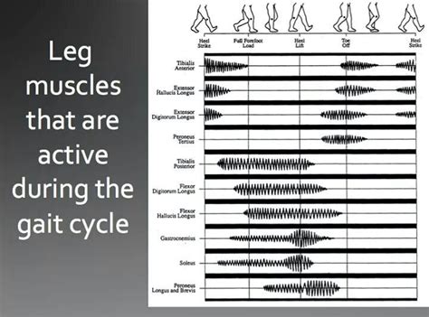 Leg muscles that are active during the gait cycle | Physical therapy ...