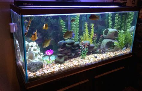 KyleFoley's Freshwater Tanks Details and Photos - Photo 42126 ...