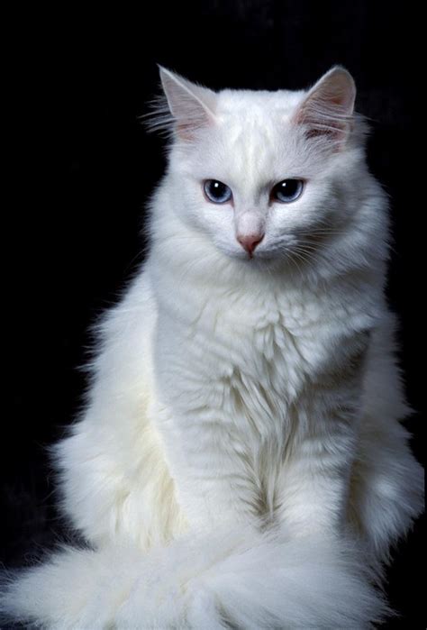 Turkish Angora Cat Info, Personality, Kittens, Pictures