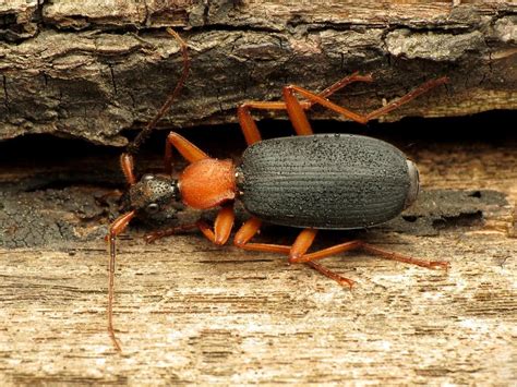 False Bombardier Beetle: Identification, Life Cycle, Facts & Pictures