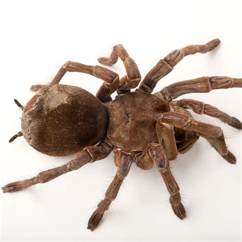 Goliath birdeater facts