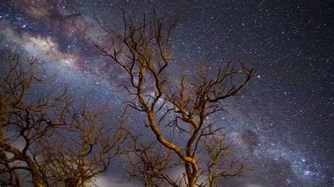 Milky Way Galaxy Tree Dark 4k Wallpaper,HD Nature Wallpapers,4k ...