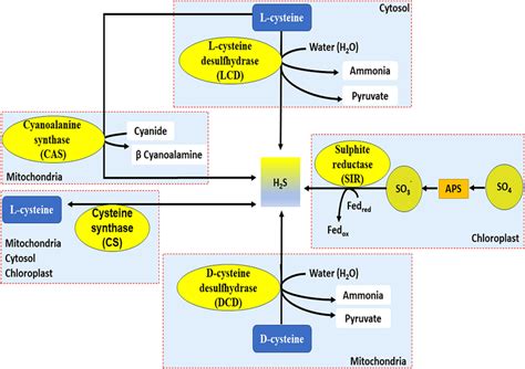 Schematic representation illustrating the Hydrogen sulfide production ...