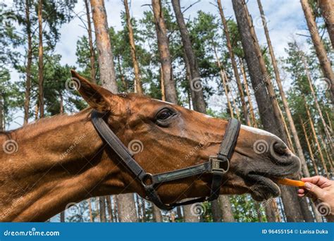 Horse Eating Carrot in a Forest.. Stock Photo - Image of summerforest ...