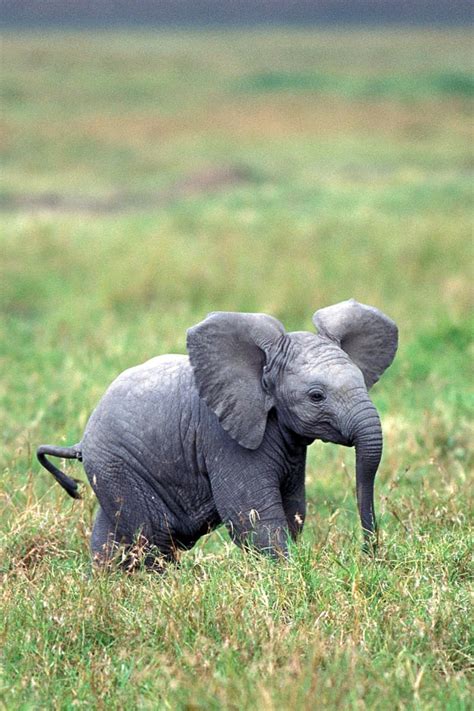 Really Cute Baby Elephants