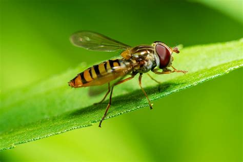 How To Repel Corn Flies | BeatPests