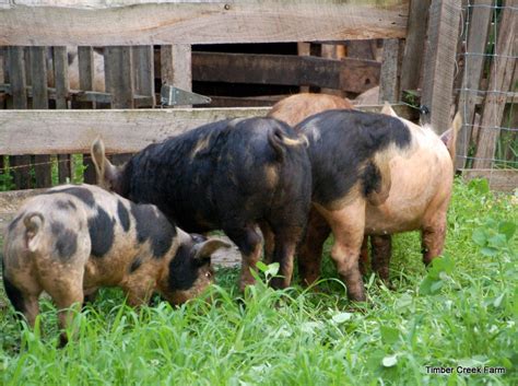 8 Pig Diseases the Small Producer Should Know - Countryside