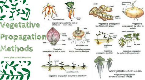 What is Vegetative Propagation? Advantages and Disadvantages of ...