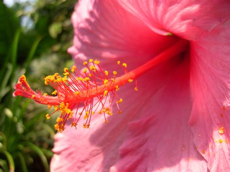 File:Stamen of a pink flower (3575978071).jpg - Wikimedia Commons