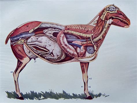 1923 Sheep (Ewe) Anatomy Original Vintage Print - Veterinarian - Vet ...