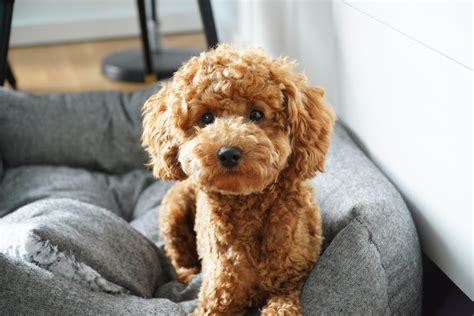 Toy Poodle: A Puppy You'll Forever Love - Petland Florida