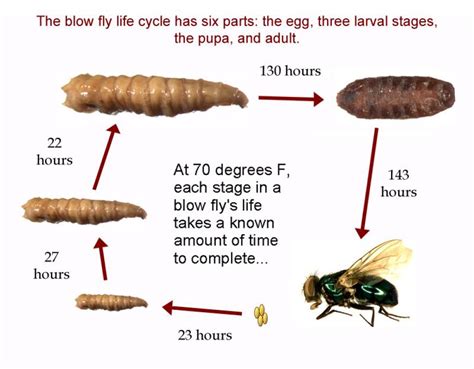 Maggots … Glorious Maggots