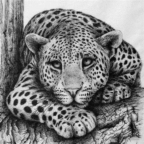 Pen And Ink Drawings Animals - Drawing Word Searches