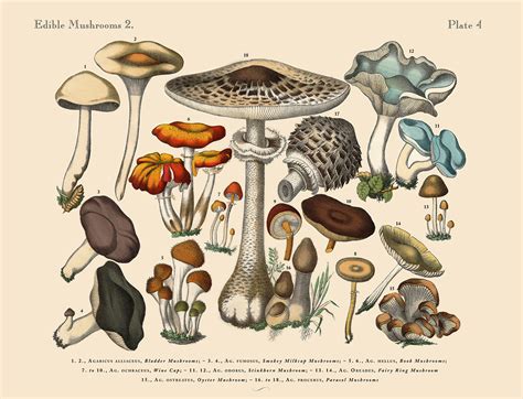 Mushrooms Are One of the Biggest Wellness Trends of 2021