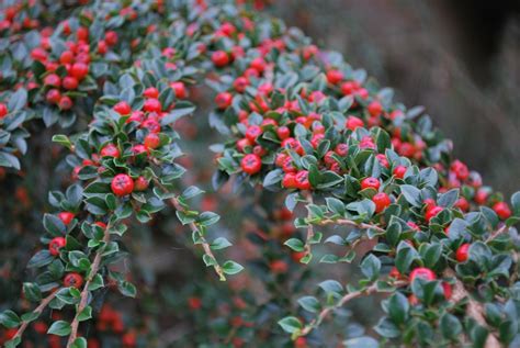 Cotoneaster Horizontalis | Emerald Plants