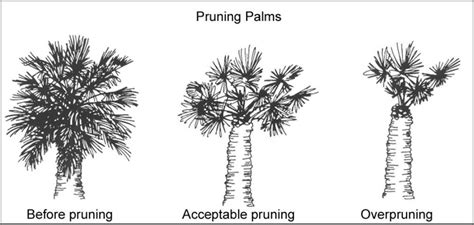 Pruning Palm Trees - UF/IFAS Extension Pinellas County