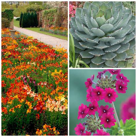 31 Drought-Tolerant Flowers and Plants for a Colorful Garden ...