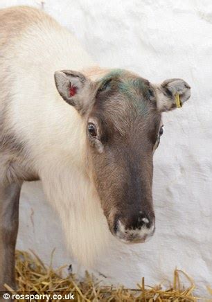 Reindeer sheds its antlers HOURS before Christmas attraction was due to ...